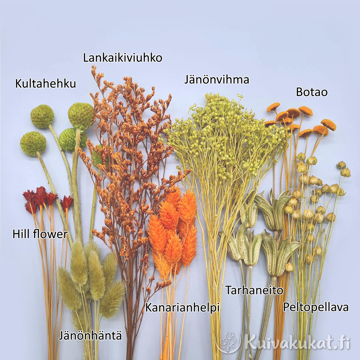 "Ruska" DIY-kuivakukkasetti, 9 nippua, 20-24 cm - Image 2