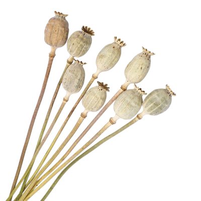 Kahdeksan keskikokoista luonnonvaaleaa unikonkotaa (Papaver somniferum) varsineen valkoisella taustalla.