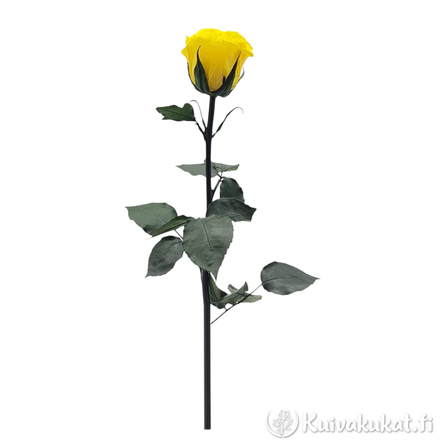 Kokokuva pystyssä seisovasta keltaisesta kestoruususta, jolla on pitkä varsi ja vihreitä lehtiä valkoisella taustalla.