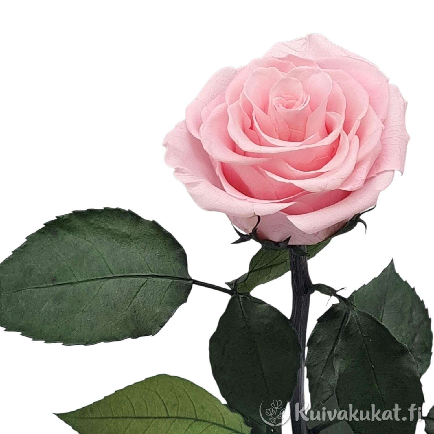 Yksittäinen pastellipinkki kestoruusu tummanvihreillä lehdillä valkoisella taustalla.