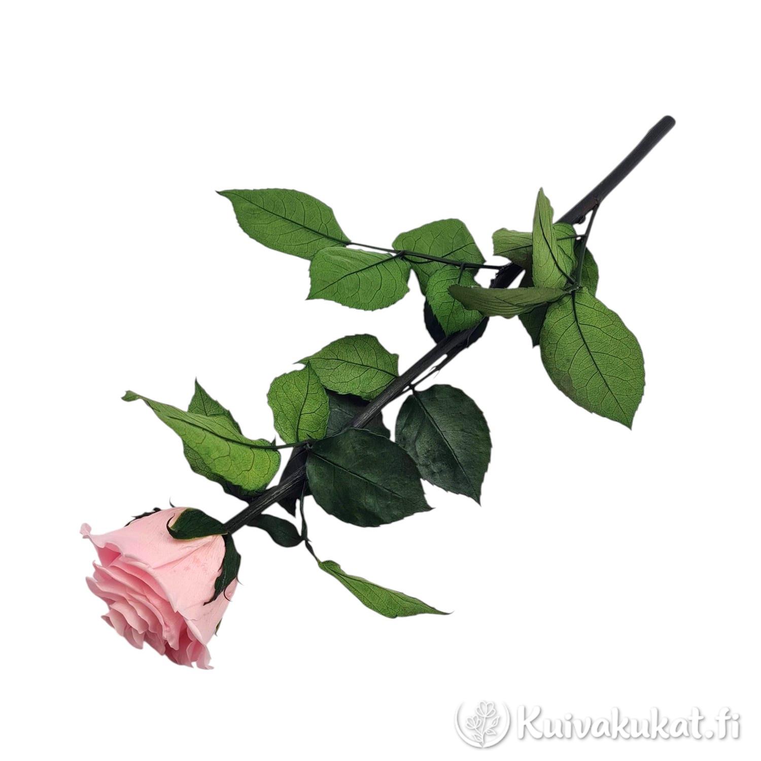 Koko pituudeltaan kuvattu pastellipinkki stabiloitu ruusu, jolla on pitkä varsi ja vihreitä lehtiä valkoisella taustalla.