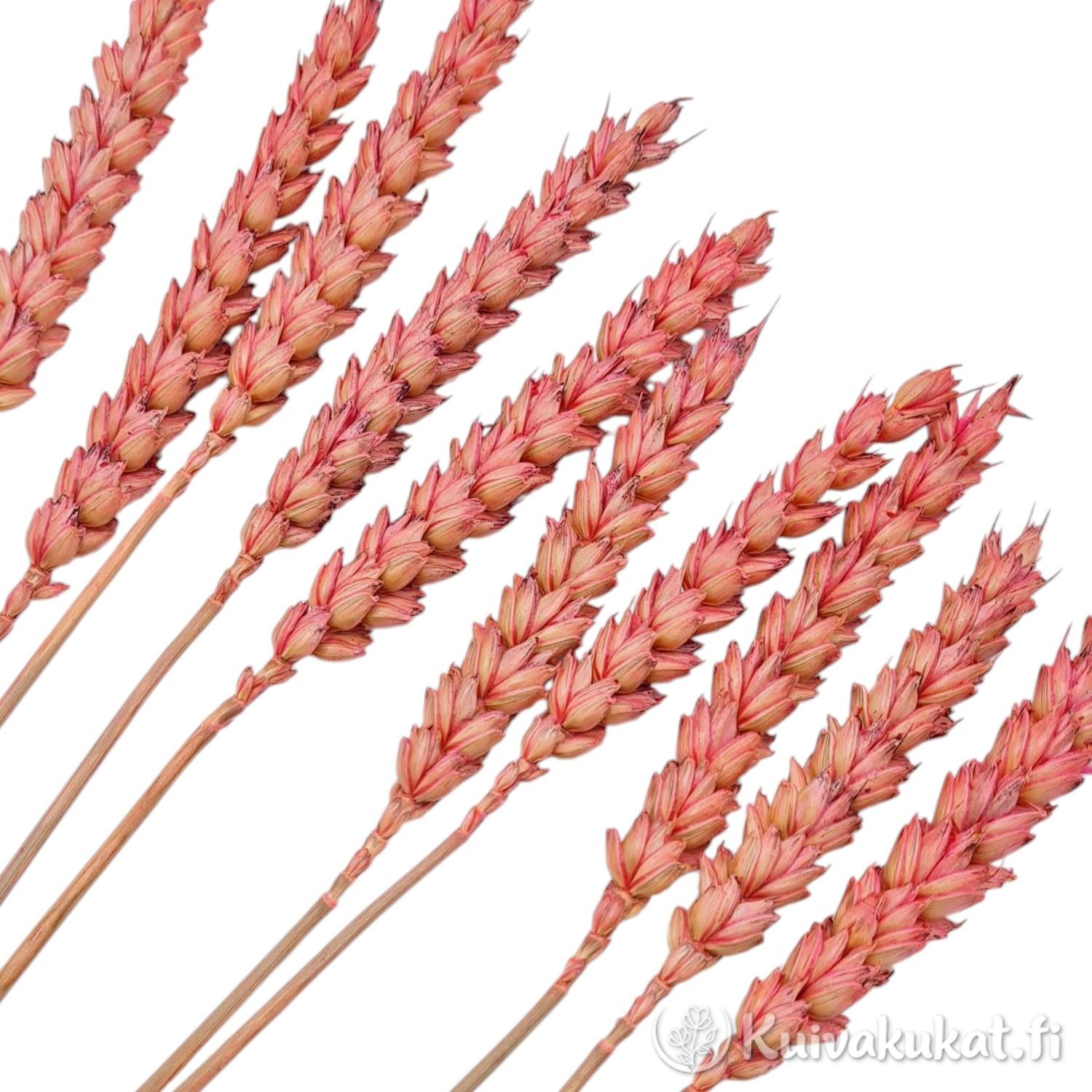 Makrokuva lämpimän roosaksi värjätyistä vehnän (Triticum) tähkistä valkoisella taustalla.