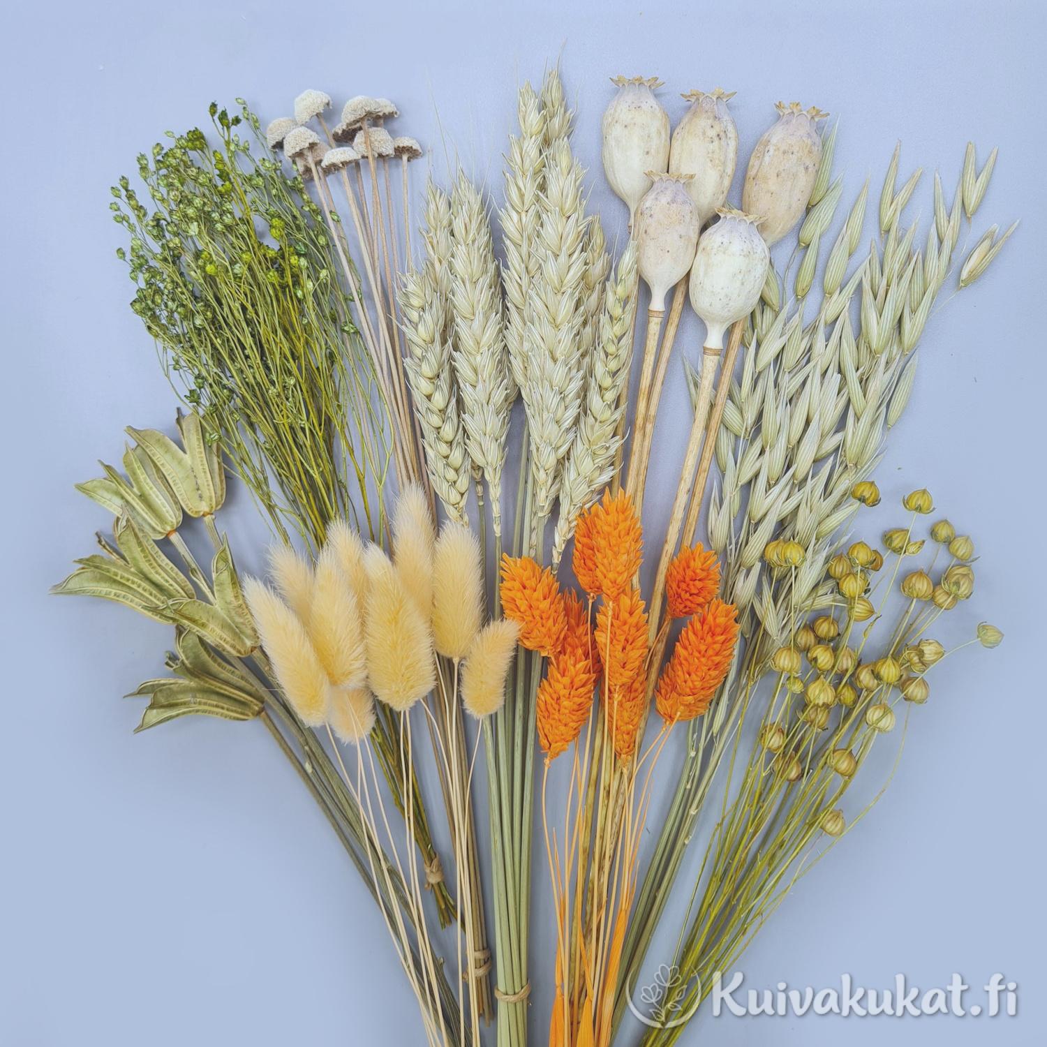 DIY-kuivakukkasetti Elo levitettynä tasaiselle taustalle. Sisältää luonnollisia viljoja, unikonkotia, persikkaista jänönhäntää ja oranssia kanarianhelpeä.