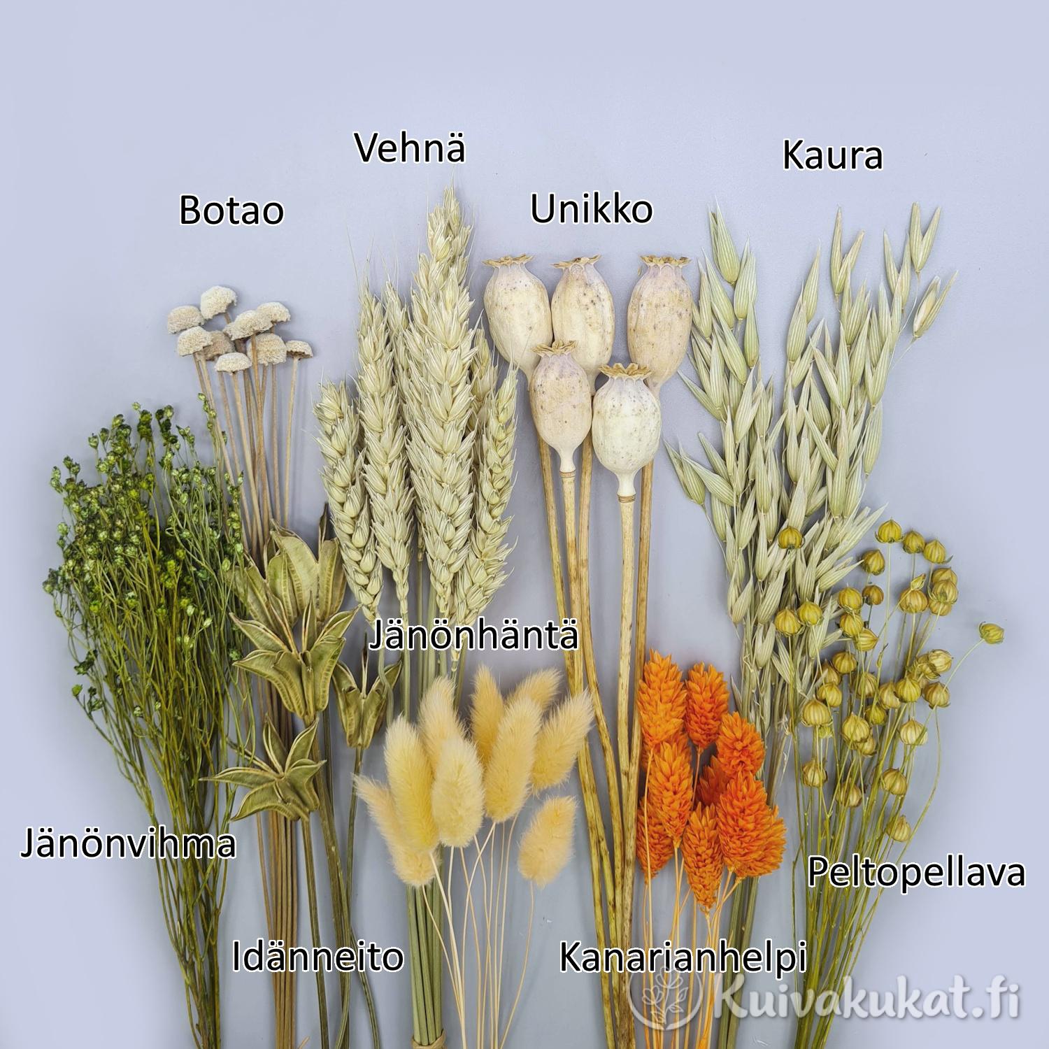Nimetty kuva DIY-kuivakukkasetti Elon sisällöstä, jossa esitellään lajitelman yhdeksän eri kasvia tekstein.