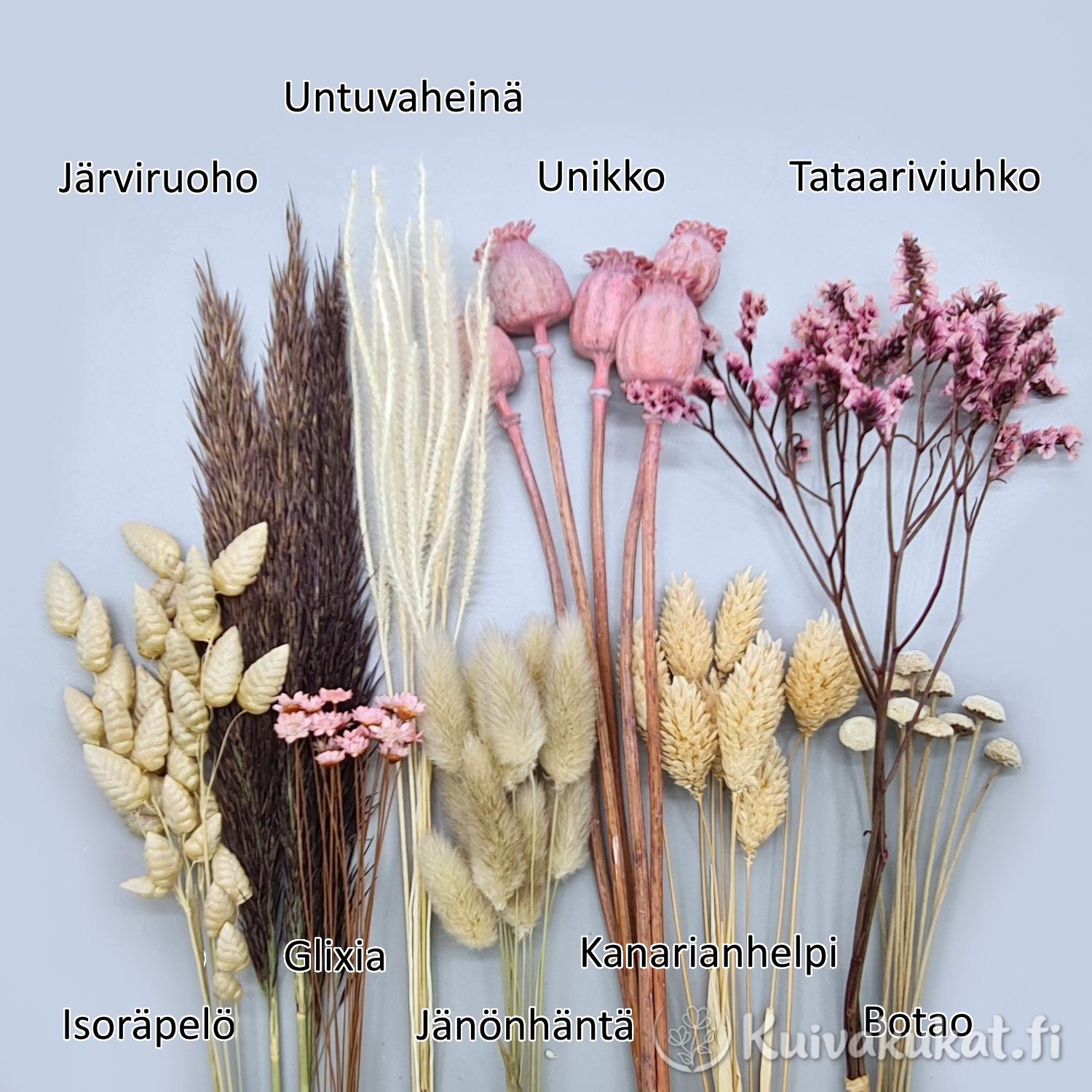 Nimetty kuva DIY-kuivakukkasetti Utun sisällöstä, jossa esitellään lajitelman yhdeksän eri kasvia tekstein.