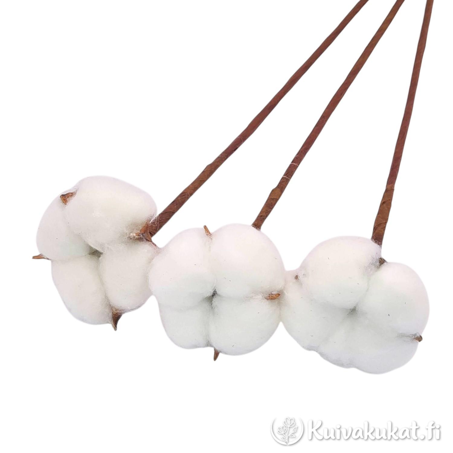Kolme luonnonvalkoista puuvillan (Gossypium) kukintoa erillisillä floristisilla varsilla valkoista taustaa vasten.