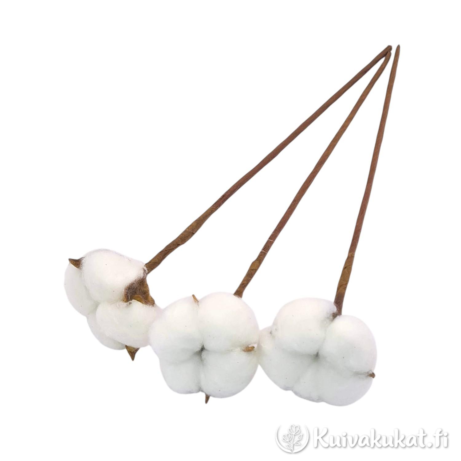 Kolme luonnonvalkoista puuvillan (Gossypium) kukintoa pitkillä floristisilla varsilla valkoista taustaa vasten.