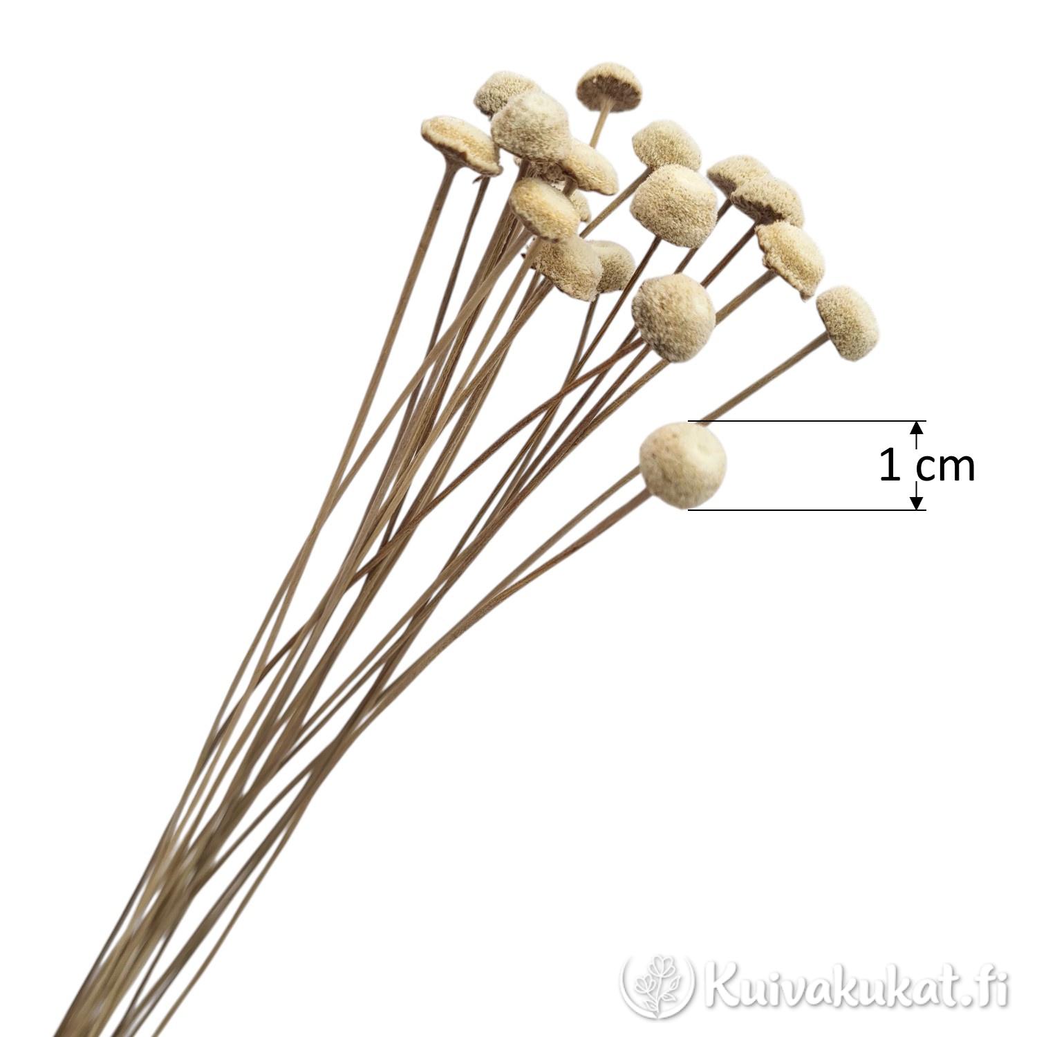 Luonnollisen värinen Botao-kuivakukka valkoista taustaa vasten, mittamerkintä osoittaa kukan kooksi 1 cm.