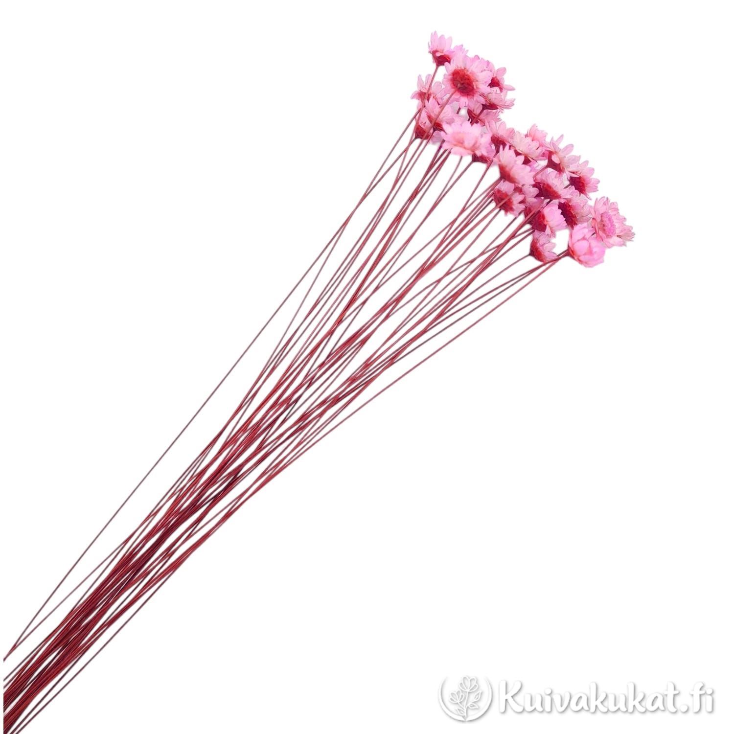 Nippu kuivattuja ja pinkiksi värjättyjä glixian kukkia valkoisella taustalla.