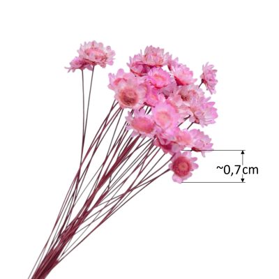 Lähikuva pinkiksi värjätystä kuivatusta glixiasta, jossa näkyy kukan koko, halkaisijaltaan noin 0,7 cm.