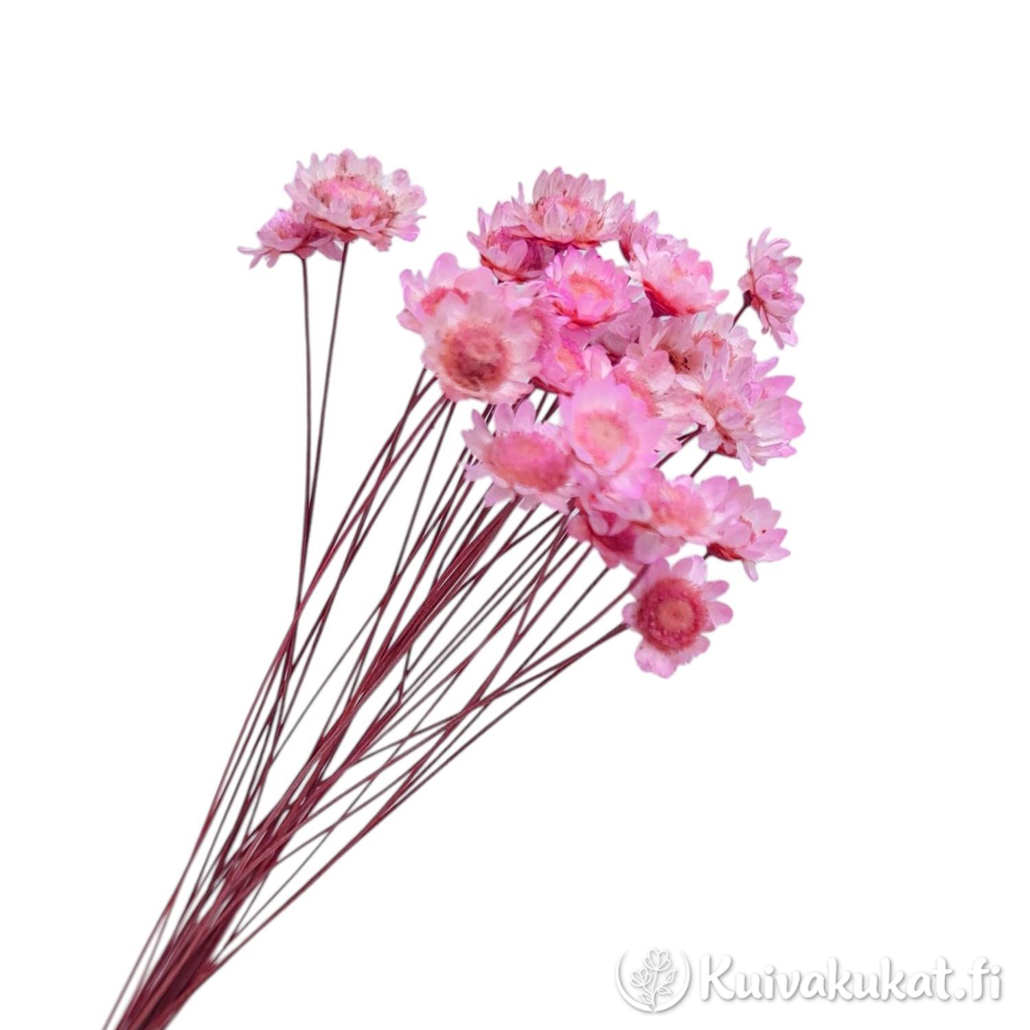 Lähikuva pinkiksi värjätyistä kuivatuista glixian kukinnoista.